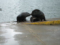 Sea lions kiss