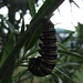 monarch butterfly nearly chrysalis no 2