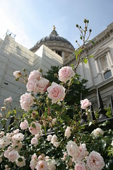 Rose Garden, St. Paul's