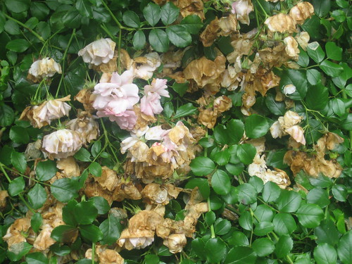 Roses after the rain.