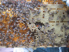Beekeeping 2069