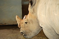 Bubba the Rhino