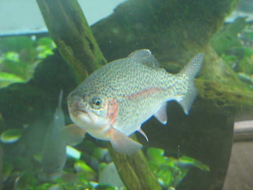 Fish In Tank #2