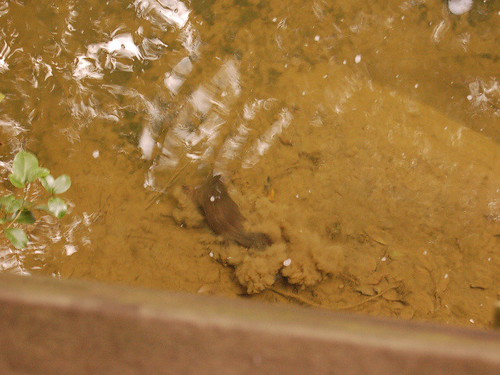 Platypus digging at the river bottom for bugs