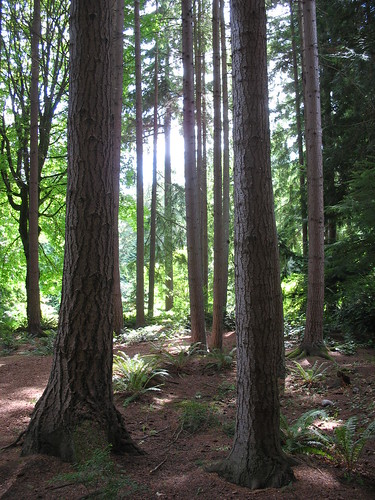 3 woods 1