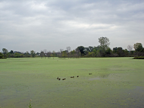 Celery Bog - North End