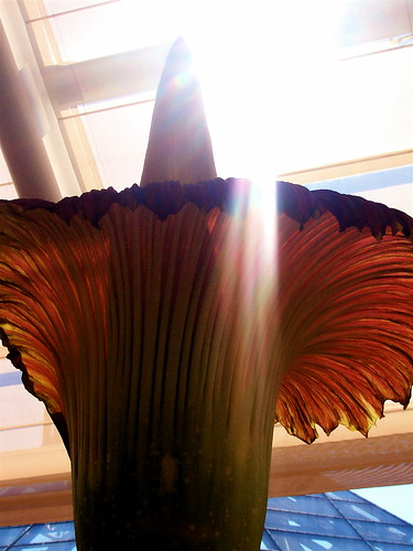 baby, the corpse flower