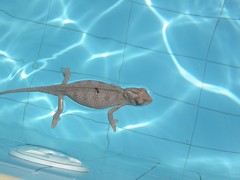 Chameleon in the pool