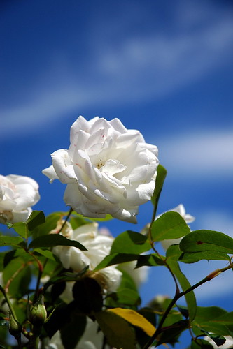 beautiful white rose flowers. A eautiful white rose against