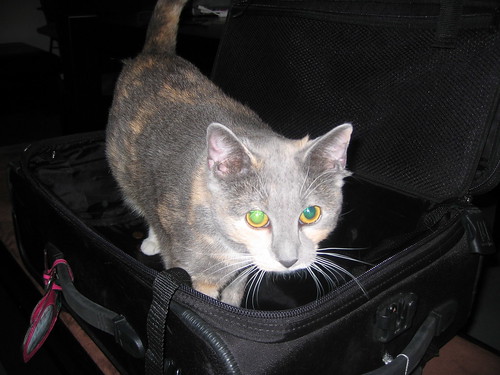 madeleine in suitcase