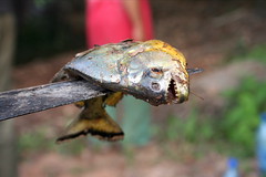 Piranha close-up