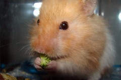 Ami Eats His Broccoli