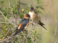Red-rumped Swallow, W of Mértola (Portugal), 26-Apr-06