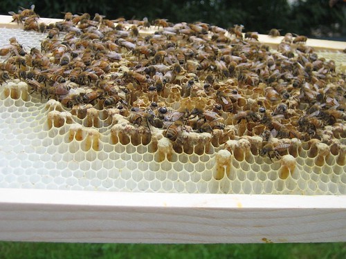 Beekeeping 2006 157