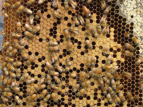 Beekeeping 2006 191