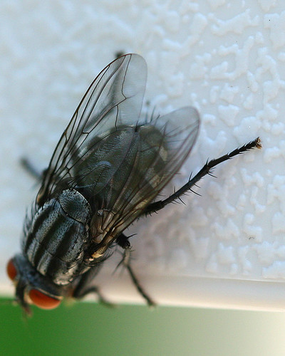 Flesh Fly (Sarcophaga sp.) - best viewed large