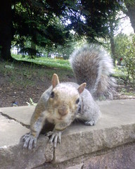 Squirrel in Kelvingrove Park