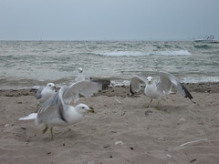 Seagull cracker fight, one