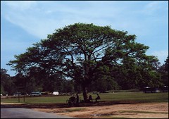 AngkorTom