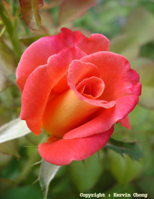 Rose02