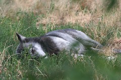 Wolf napping