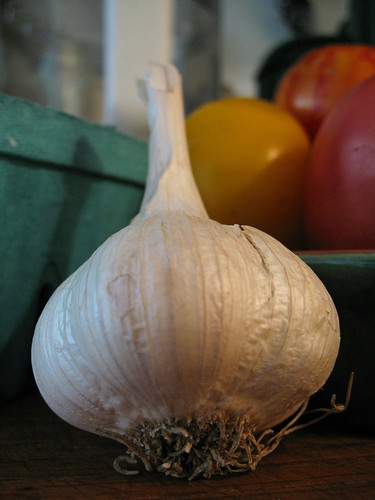 hard-neck garlic