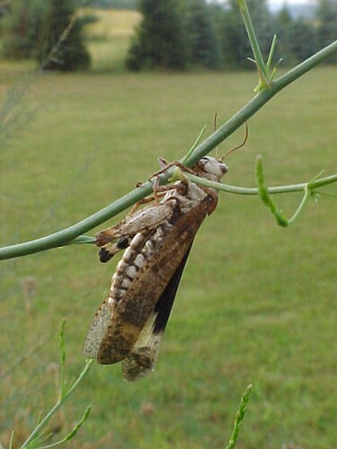 Dead Grasshopper