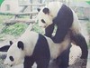 Panda Breeding