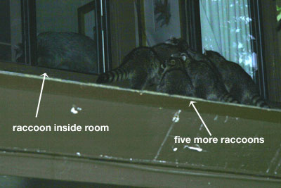 Raccoons Breaking Into Lodge