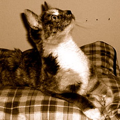Adoptable Cat "Misty"