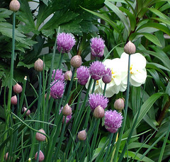 Chives and Daffodil