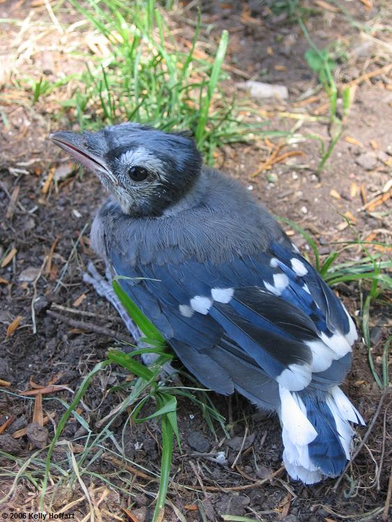 IMG_3470 - Bluejay Chick