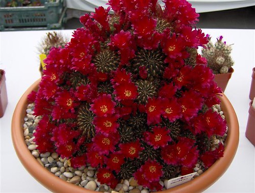 flowering cacti