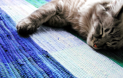 cat_nap