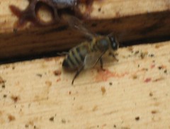 Bee 029