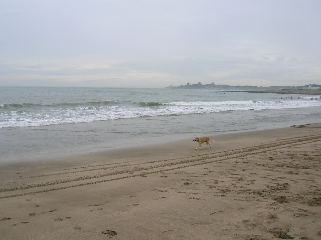白沙灣與狗