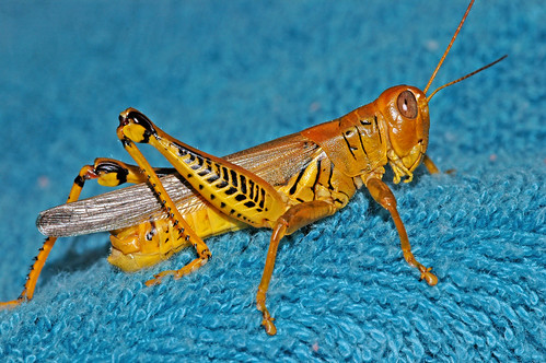 Grasshopper Blue
