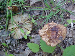 decaying mushroom