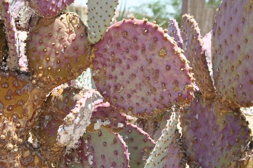 Purple cactus