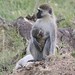 Primate and Baby