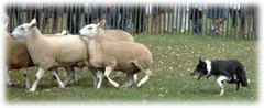 Sheep Dog Herding