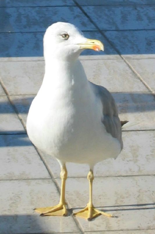 Grey Winged Gull