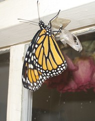monarch and chrysalis