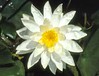 Hal Miller water lily