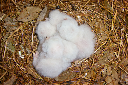 Three or Four Owlets!