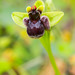 Ibiza - Ophrys bombyliflora