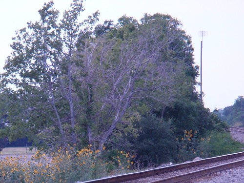 Railroad Tracks with Sunflowers