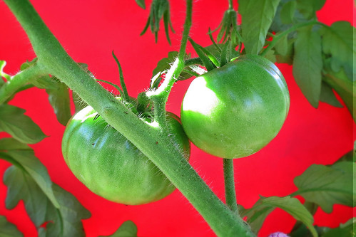 Tomatoes Late May 2012