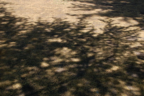 shadow of tree