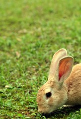 Foraging rabbit